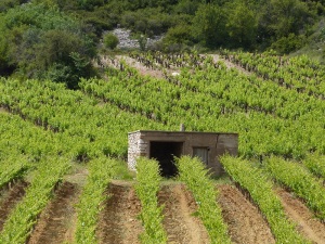 Domaine de Roquemale vigne et vinification